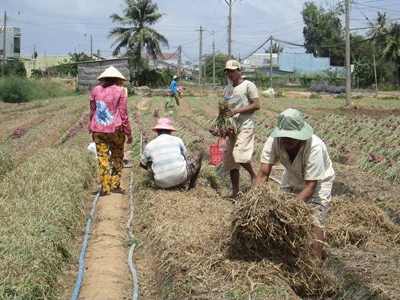 Hành tím Vĩnh Châu rớt giá, nông dân không có lời ảnh 3