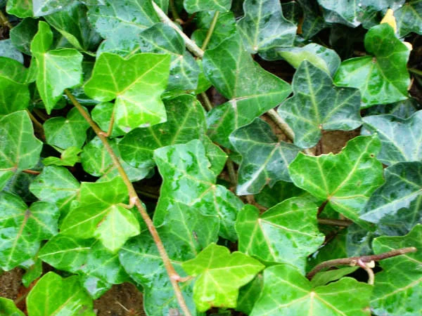 8 loại cây để trong phòng giúp bạn có giấc ngủ ngon ảnh 6