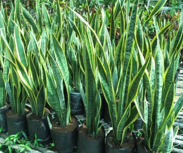 8 loại cây để trong phòng giúp bạn có giấc ngủ ngon ảnh 4