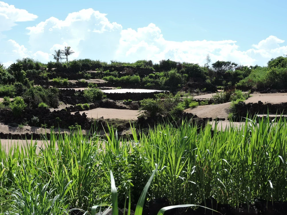 Hút hồn vẻ đẹp ruộng bậc thang giữa biển Đông ảnh 3