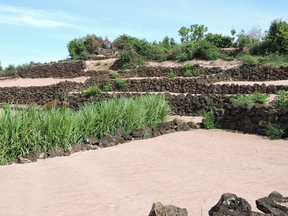 Hút hồn vẻ đẹp ruộng bậc thang giữa biển Đông ảnh 4