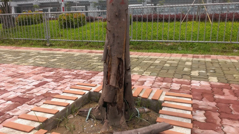 Hàng loạt cây chết khô trên đường vào sân bay Nội Bài ảnh 11