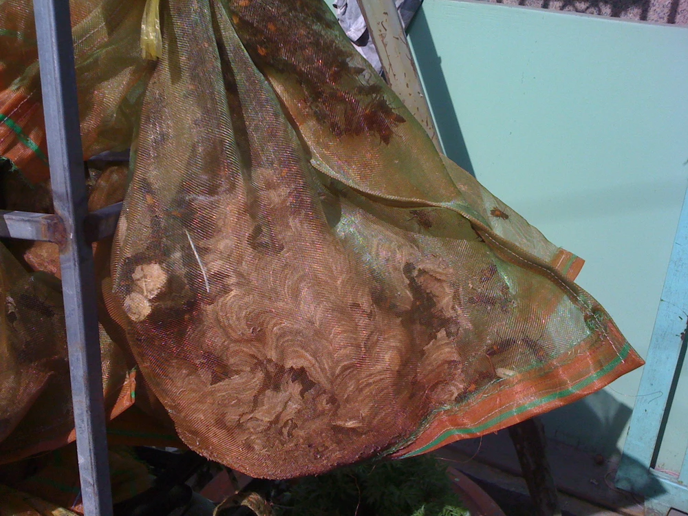  ‘Sát thủ’ ong vò vẽ xuống phố ảnh 3