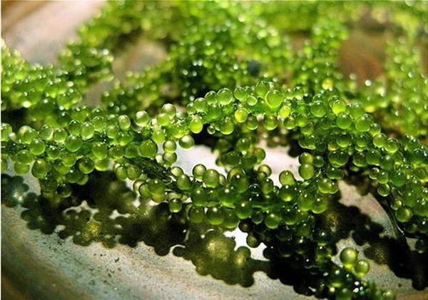 Dầu ăn nào tốt nhất cho sức khỏe? ảnh 1