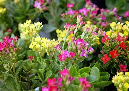 Các loài cây chữa bệnh nên trồng trong nhà ảnh 3