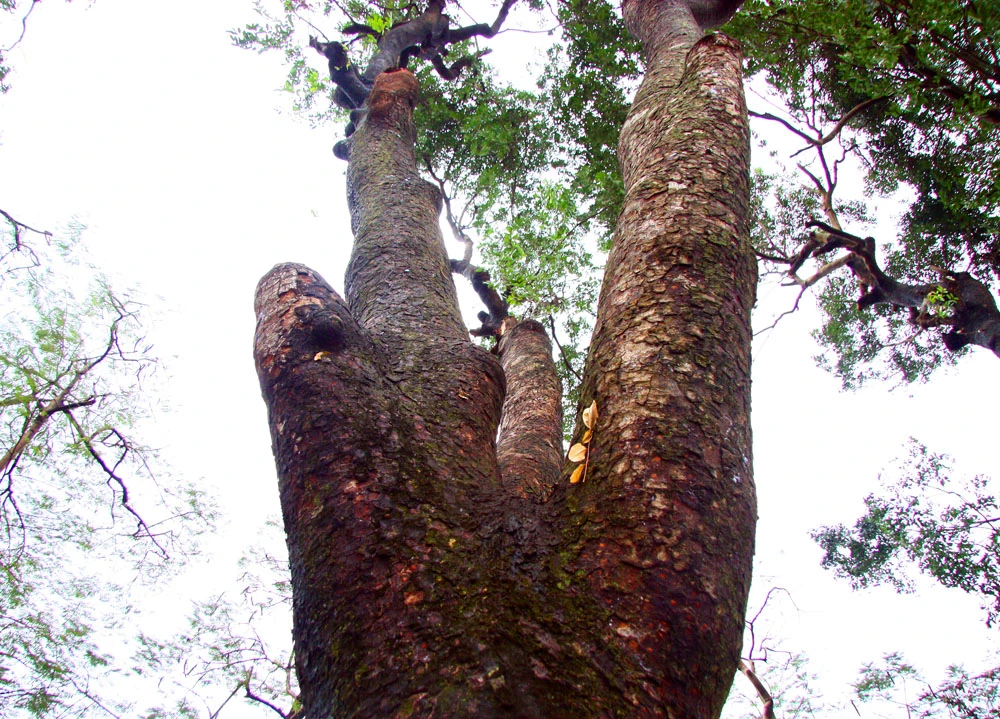 Nhìn lại hàng cây cổ thụ đường Kim Mã trước ngày bị đốn hạ ảnh 4