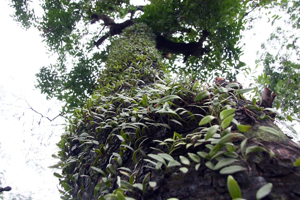 Nhìn lại hàng cây cổ thụ đường Kim Mã trước ngày bị đốn hạ ảnh 7