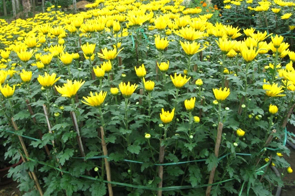 Ý nghĩa của 10 loại hoa, cây cảnh thường trưng dịp Tết ảnh 11