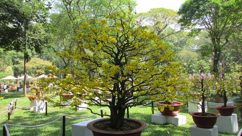 Rộn ràng khai mạc Hội hoa xuân Tết Bính Thân ảnh 2 Rộn ràng khai mạc Hội hoa xuân Tết Bính Thân ảnh 2