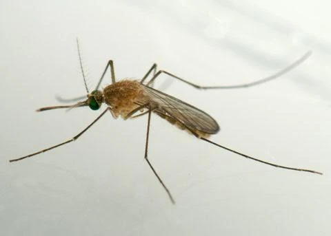 Phát hiện thêm 20 loại muỗi mang virus Zika ảnh 1