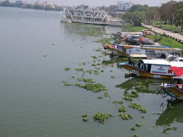 Lục bình ‘tấn công’ sông Hương ảnh 3