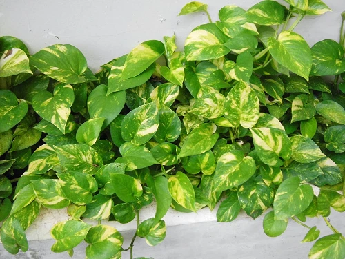 Nến thơm, ‘kẻ giết người thầm lặng’ trong nhà bạn ảnh 2