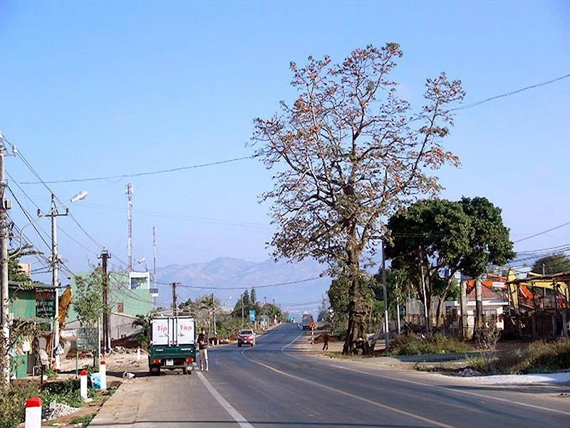 Đường bị nắn để giữ lại cây gạo cổ thụ.