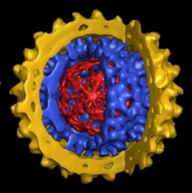 virus HBV