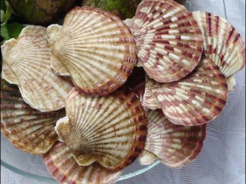 hải sản có vỏ