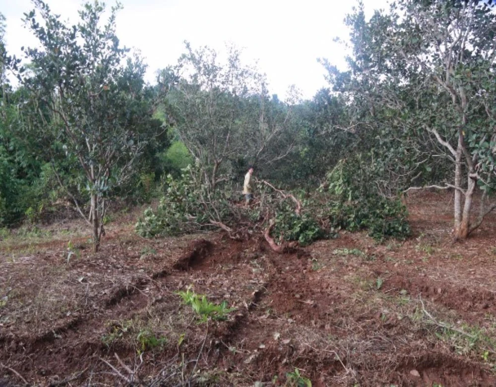 Vườn điều bị ủi đổ của người dân