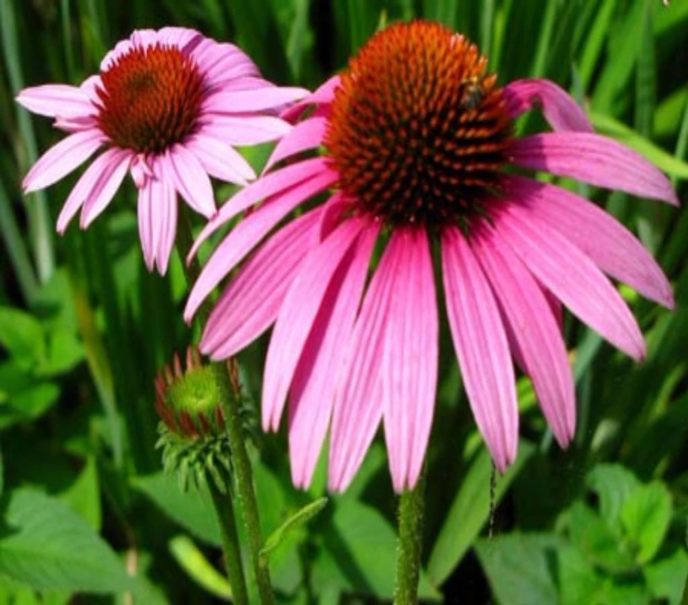 Cúc tím Echinacea