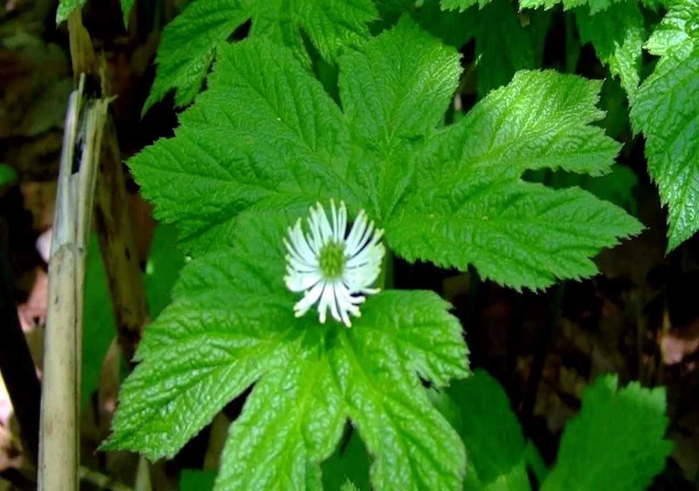 Mao lương hoa vàng goldenseal