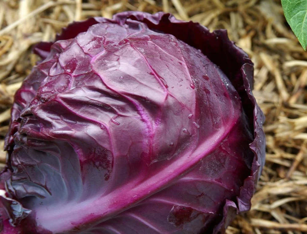 Bắp cải tím chứa trong nó một lượng lớn chất chống ô xy hóa