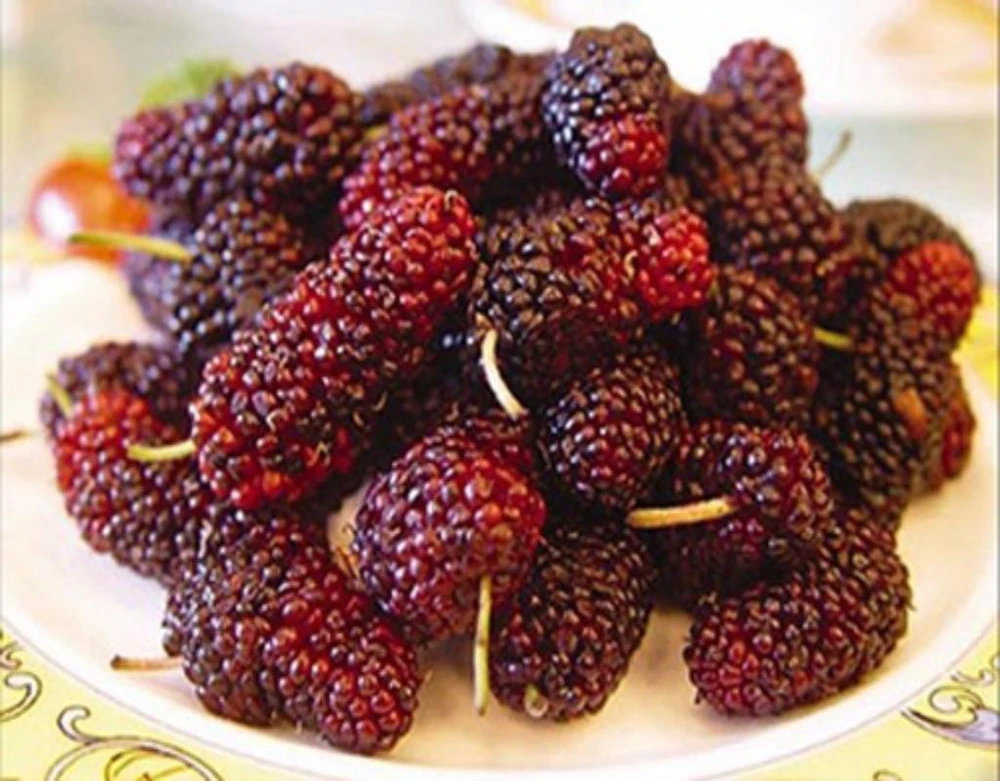 Dâu tằm có tác dụng sáng mắt, hỗ trợ điều trị viêm khớp