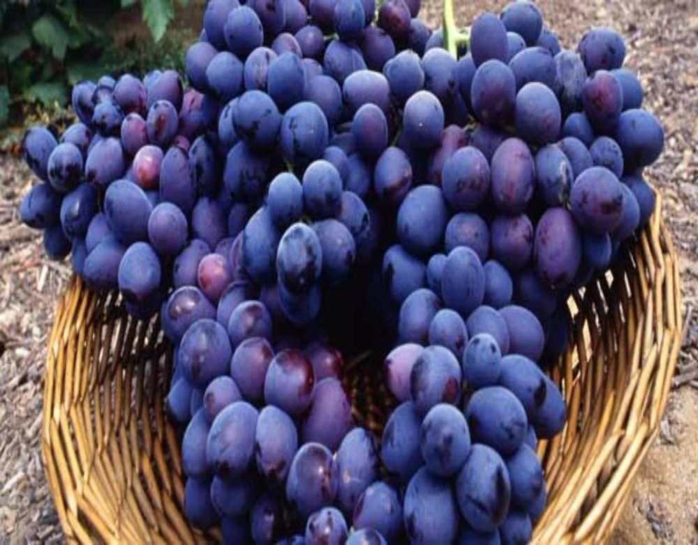 Nho tím có chứa nhiều chất giúp làm chậm quá trình lão hóa