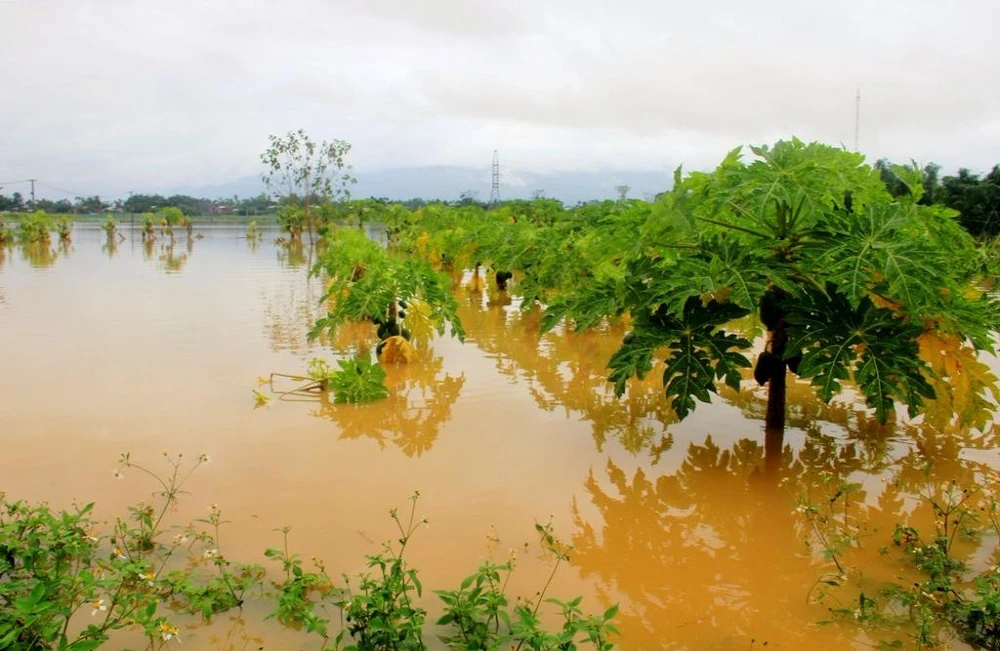 Cây trồng của người dân Đại Lộc ngập trong nước lũ.