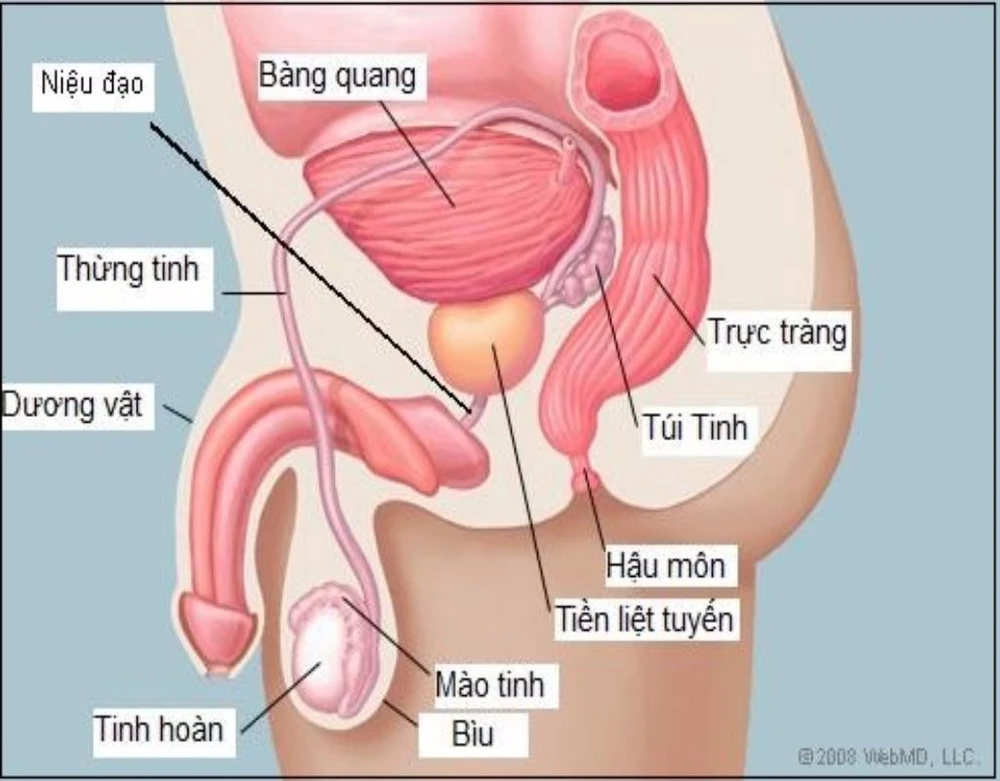tiền liệt tuyến bị phì đại