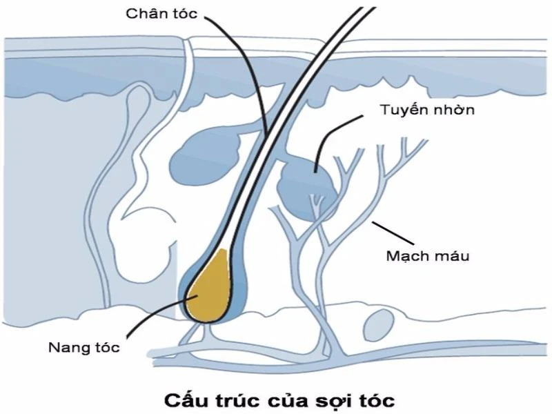 Viêm chân tóc rụng tóc