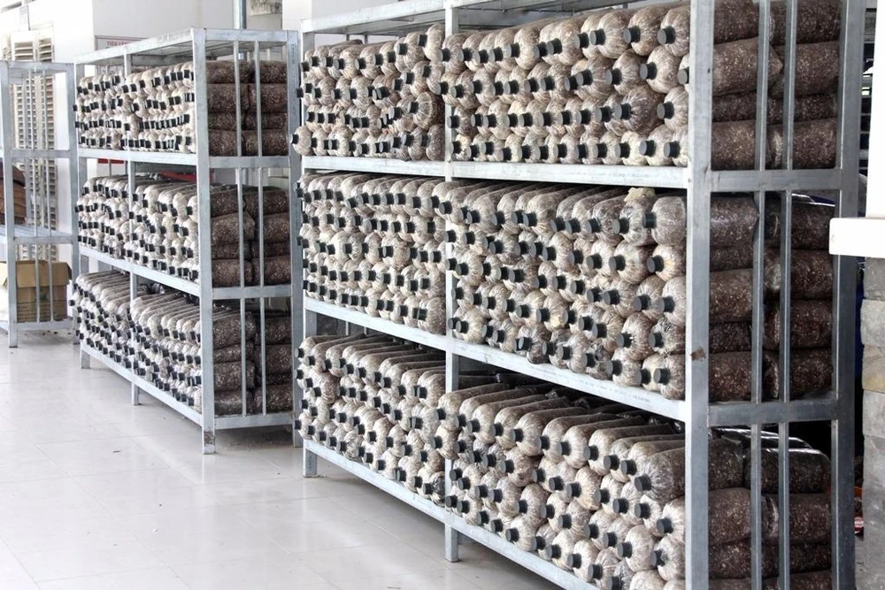 BV đầu tiên 100% bệnh nhân được dùng nước nóng ảnh 6 trồng nấm rơm