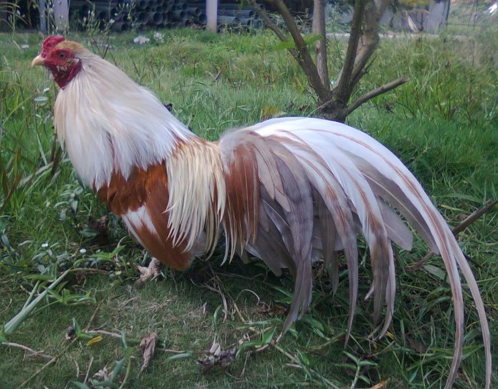 gà kiểng tân châu