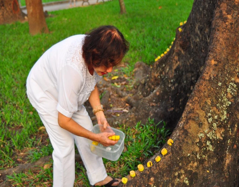cô Liễu rải chuối cho sóc ăn