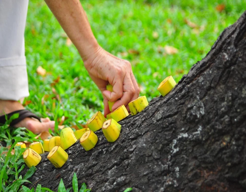 rải chuối cho sóc 1