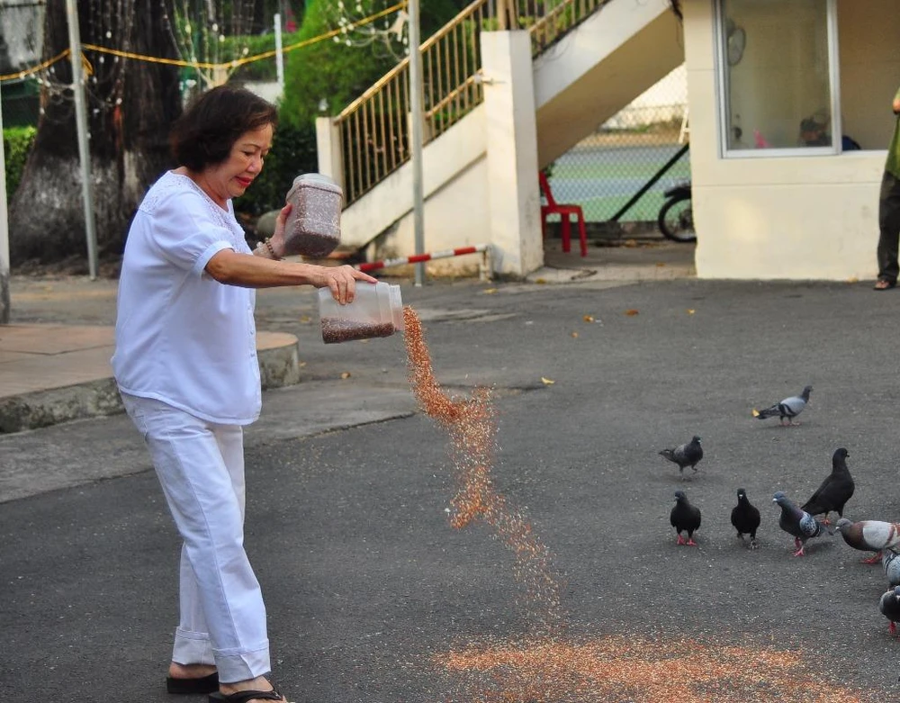 rải thóc cho bồ câu