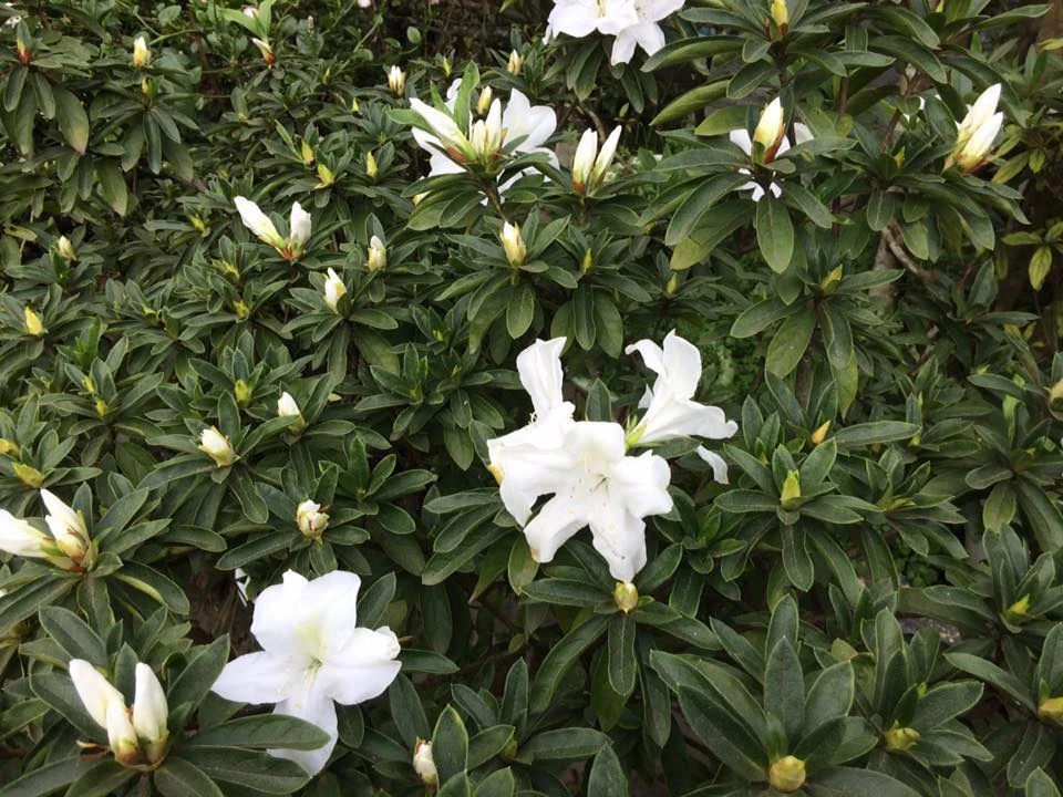 Tháng 3, leo Fansipan ngắm hoa đỗ quyên rực rỡ ảnh 11