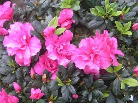 Tháng 3, leo Fansipan ngắm hoa đỗ quyên rực rỡ ảnh 13