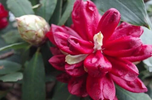 Tháng 3, leo Fansipan ngắm hoa đỗ quyên rực rỡ ảnh 4