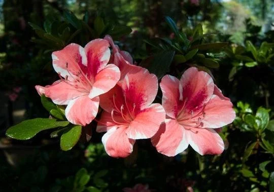 Tháng 3, leo Fansipan ngắm hoa đỗ quyên rực rỡ ảnh 12