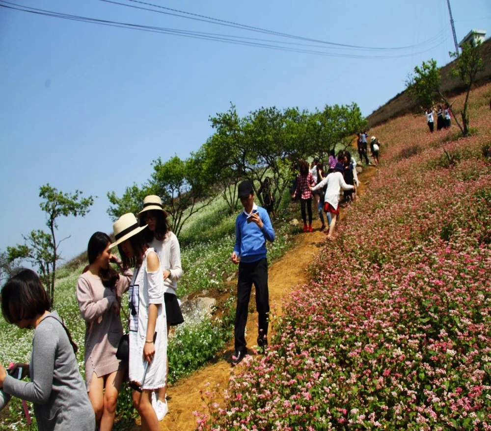Mùa hoa nở, khách đến tham quan, chụp hình, ngắm hoa rất đông.