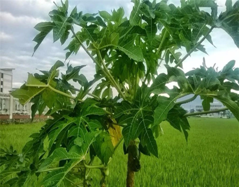 lá đu đủ chữa ung thư