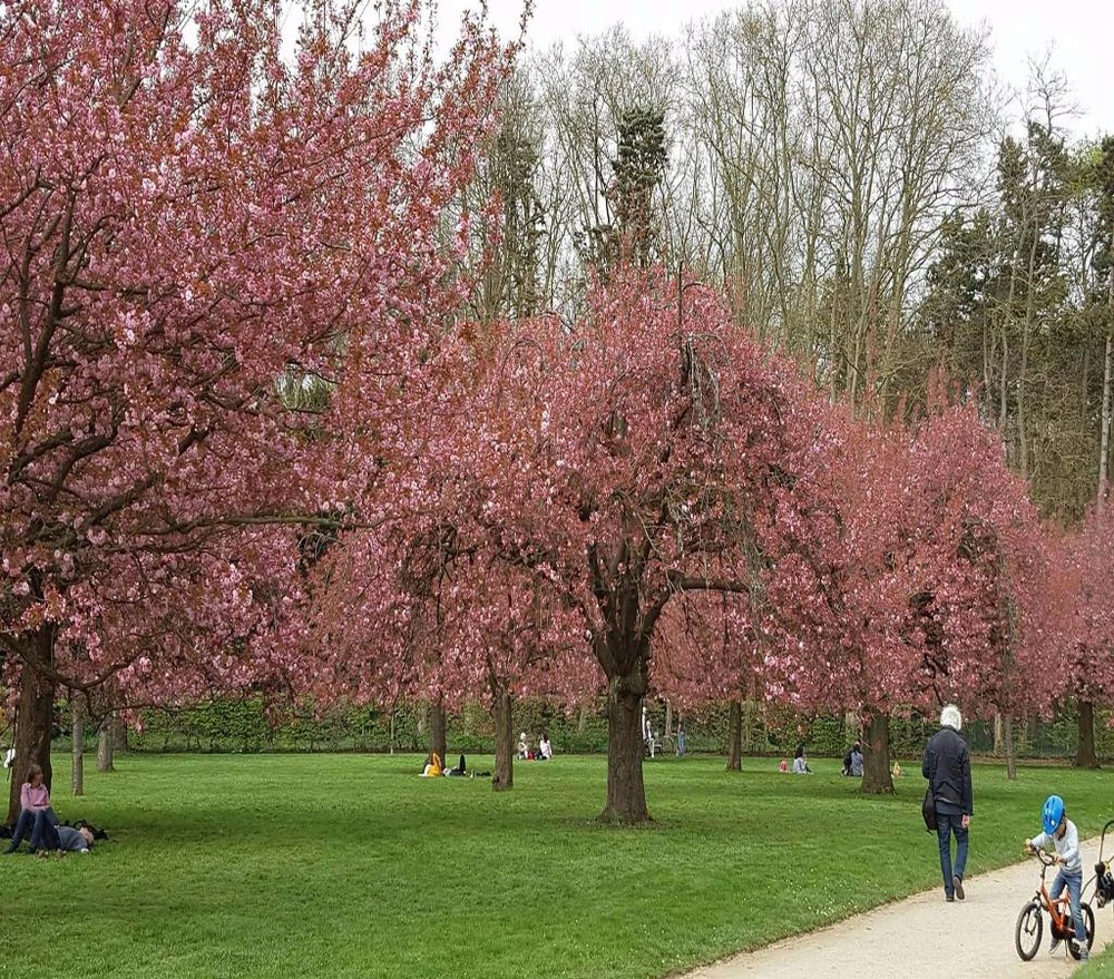 Parc de Sceaux mùa hoa anh đào ảnh 1 hoa đào pháp
