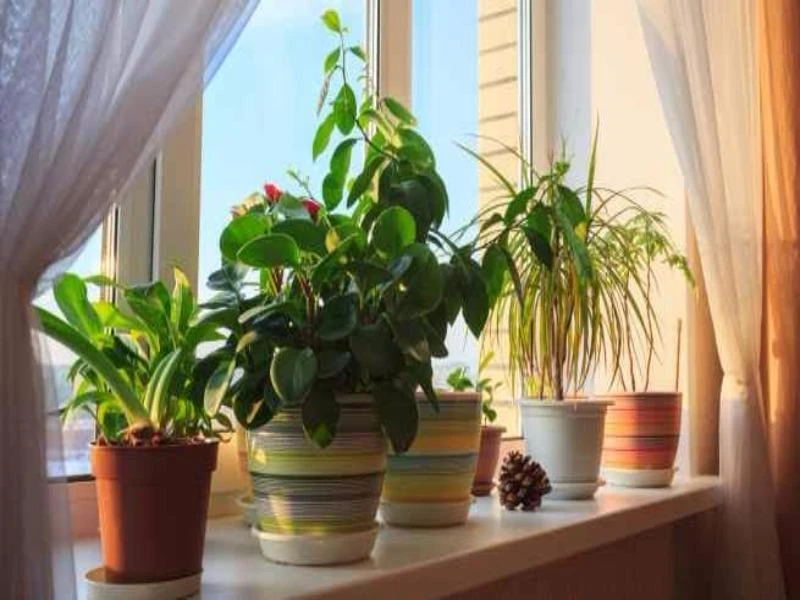 Trồng cây bên cửa sổ giúp căn phòng thoáng đãng, sinh động hơn