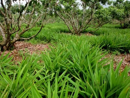 4 phương thuốc 'giải quyết nhanh' sốc nhiệt, say nắng ảnh 2