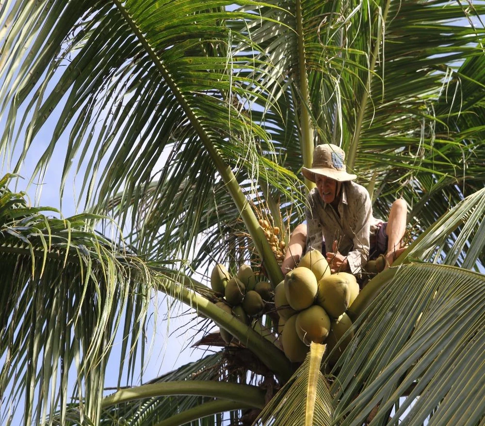 Lên tới ngọn dừa