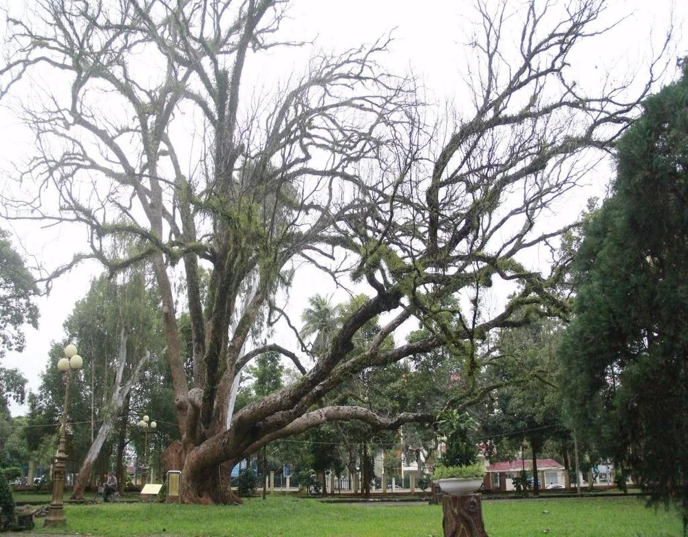  Cây long não bị chết khô tại Bảo tàng tỉnh Đắk Lắk .