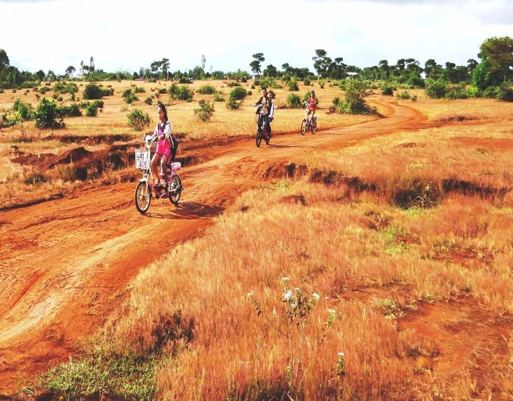 Đồi cỏ hồng rực rỡ trên nền đất đỏ bazan.