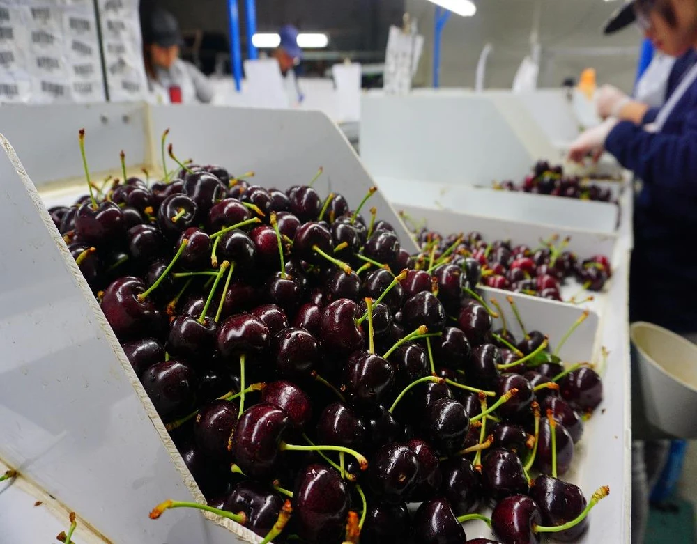 Công việc đóng gói cherry nhận được thù lao khá cao.