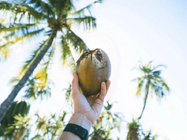Nước dừa có rất nhiều lợi ích tuyệt vời cho sức khỏe, đặc biệt hiệu quả trong việc làm tan sỏi thận.