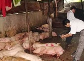 Bắt quả tang lò mổ heo lở mồm long móng số lượng lớn