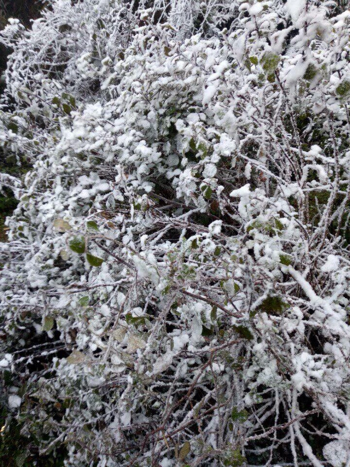 Ngắm tuyết rơi dày, phủ trắng đường ở Sa Pa ảnh 5