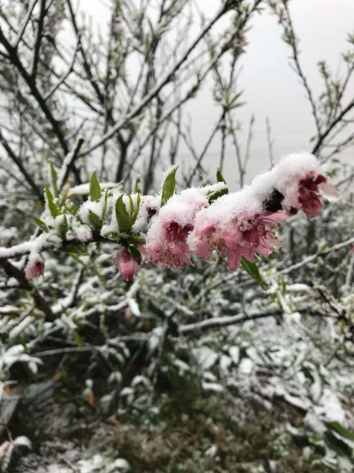 Ngắm tuyết rơi dày, phủ trắng đường ở Sa Pa ảnh 3